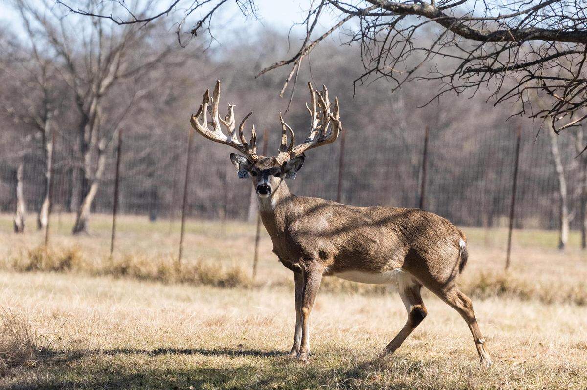 A whitetail buck named Sittin’ Pretty at Big Rack Ranch east of Dallas.