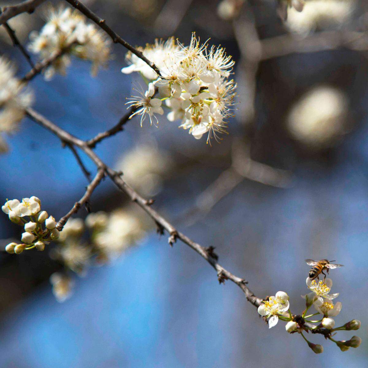 Fruit trees like Mexican plum will soon pop into bloom following this week’s warm weather.