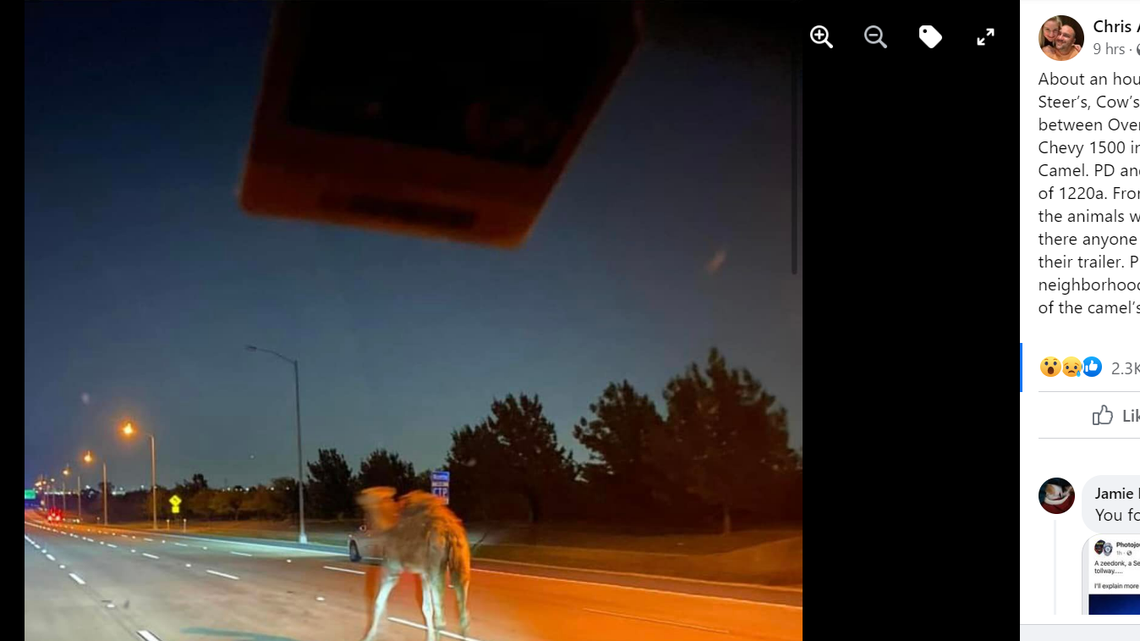 Several Facebook posts said that loose camels, steers and cows were seen walking on northbound Chisholm Trail Parkway in Fort Worth late Tuesday night.
