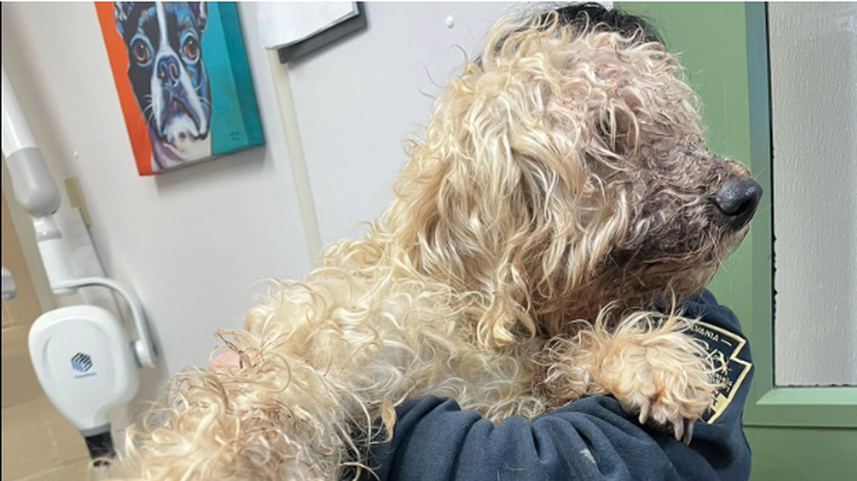 The shaggy girl being held by a staff member.