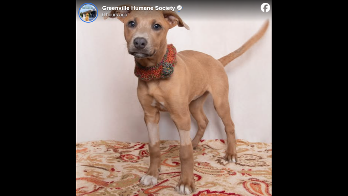 Little Crepe won’t let a heart issue get in the way of her huge personality.