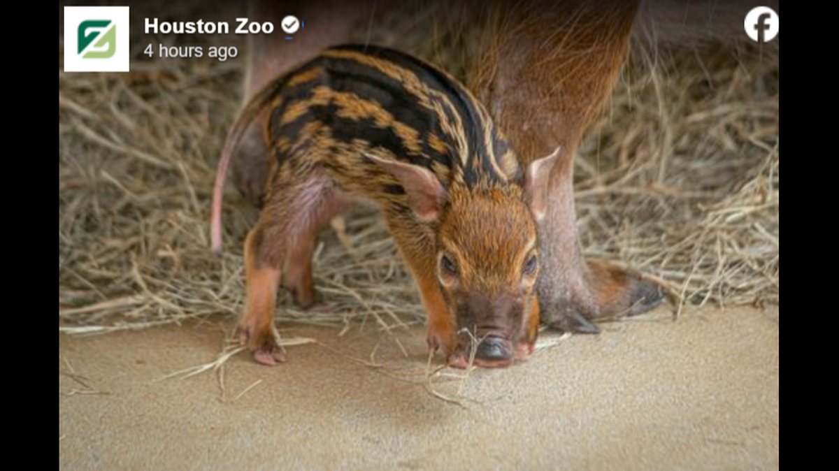 A newborn red river hog piglet is dead, killed in an attack by another hog at a Texas Zoo, officials said.