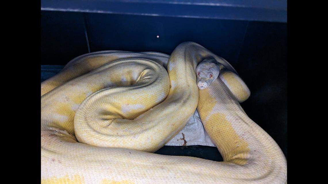 An albino reticulated python was recently captured in an Austin, Texas, neighborhood after roaming the area for months.