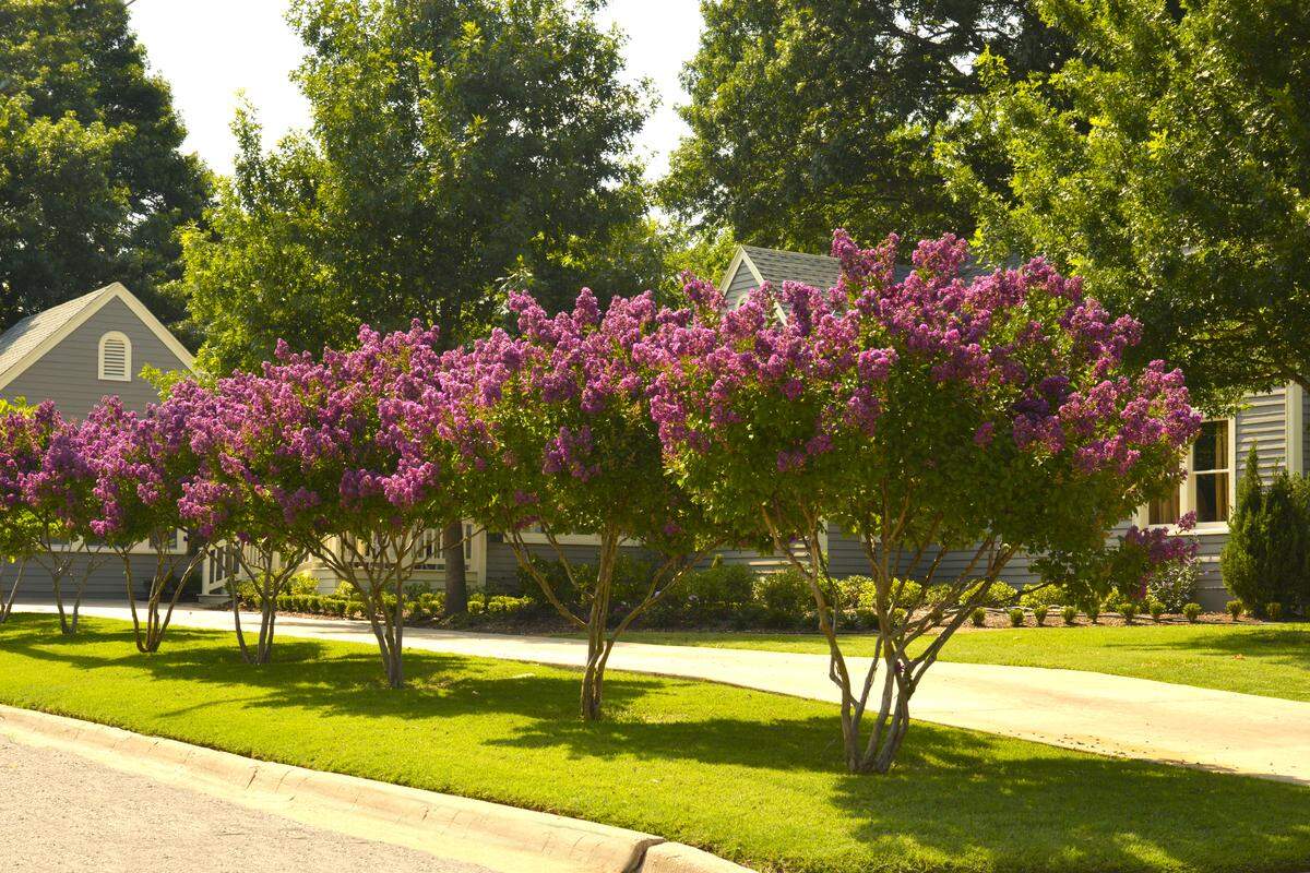 Catawba crape myrtles’ color blends with almost any other shade.