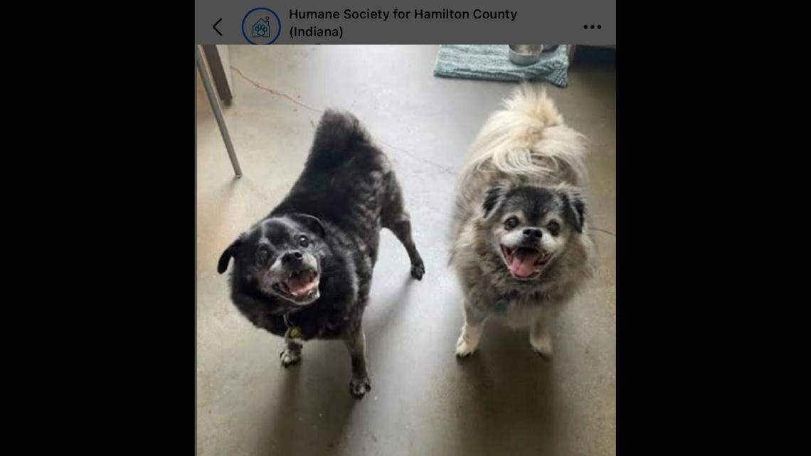 The inseparable pups