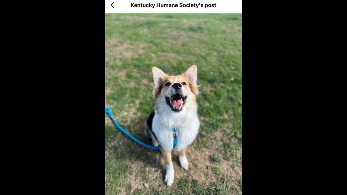 Need all your dogs herded in one spot? Jim has your back.