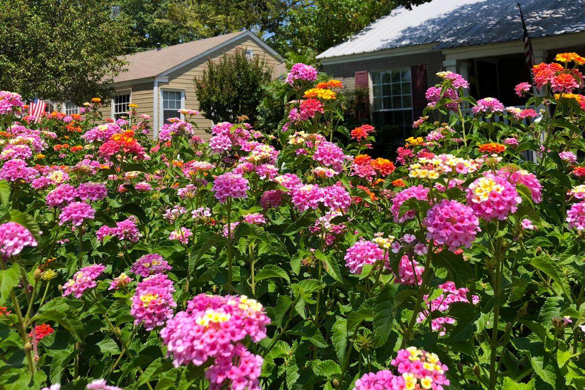 Lantanas used as perennials in McKinney.