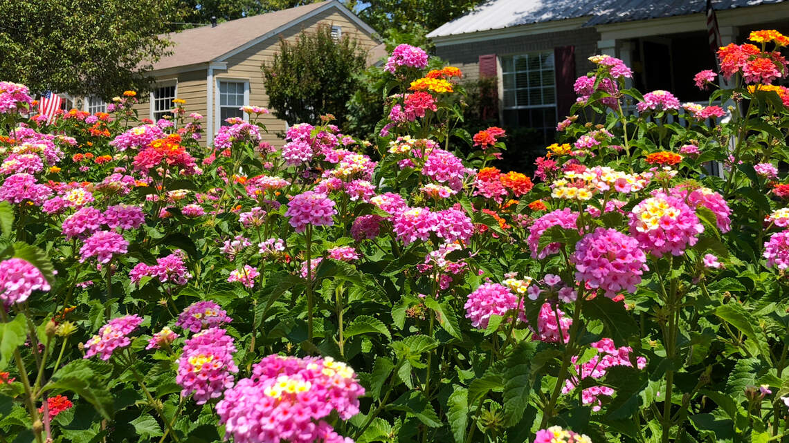 Now’s the time to think about a perennial garden. Here are tips for North Texas