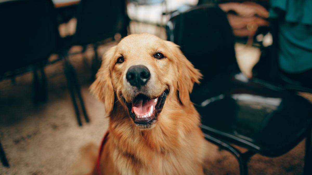 Vote for your favorite dog in our contest now!