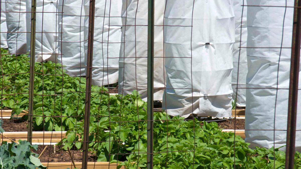 Tomatoes in cages wrapped in frost cloth well into mid-spring will develop faster with far fewer pest problems.