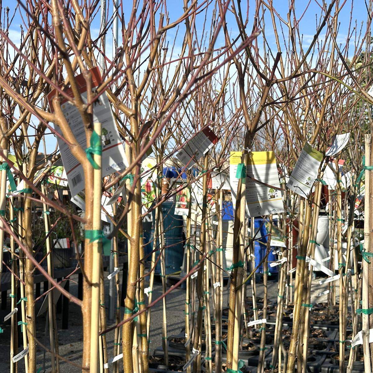 Check the labels of fruit trees closely.