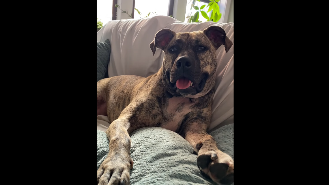 Sandy just chilling on the couch.
