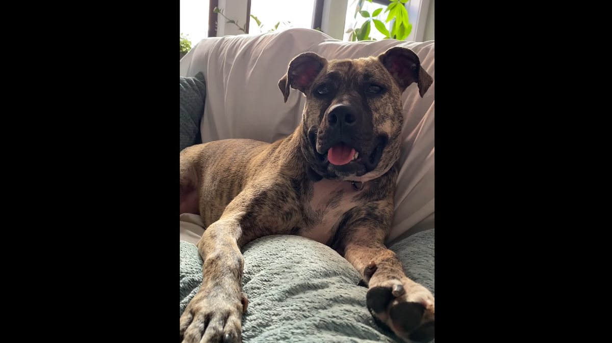 Sandy just chilling on the couch.