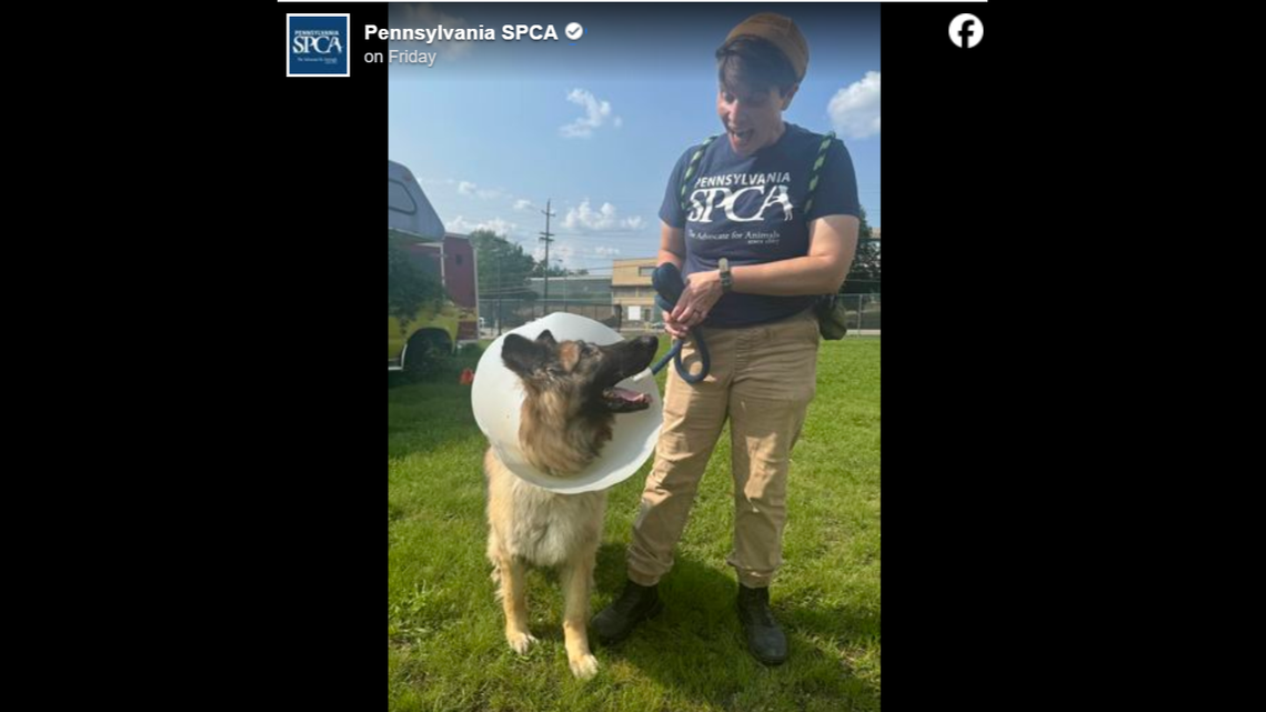 Jackson has come a long way since first arriving at the SPCA