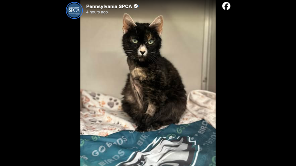 Fudge is ready for a new, and happy, adventure.