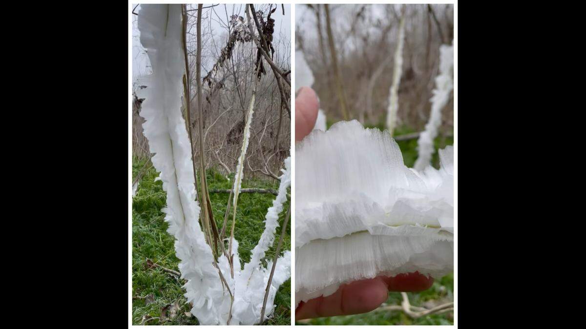 A unique plant appears to bloom in Texas.