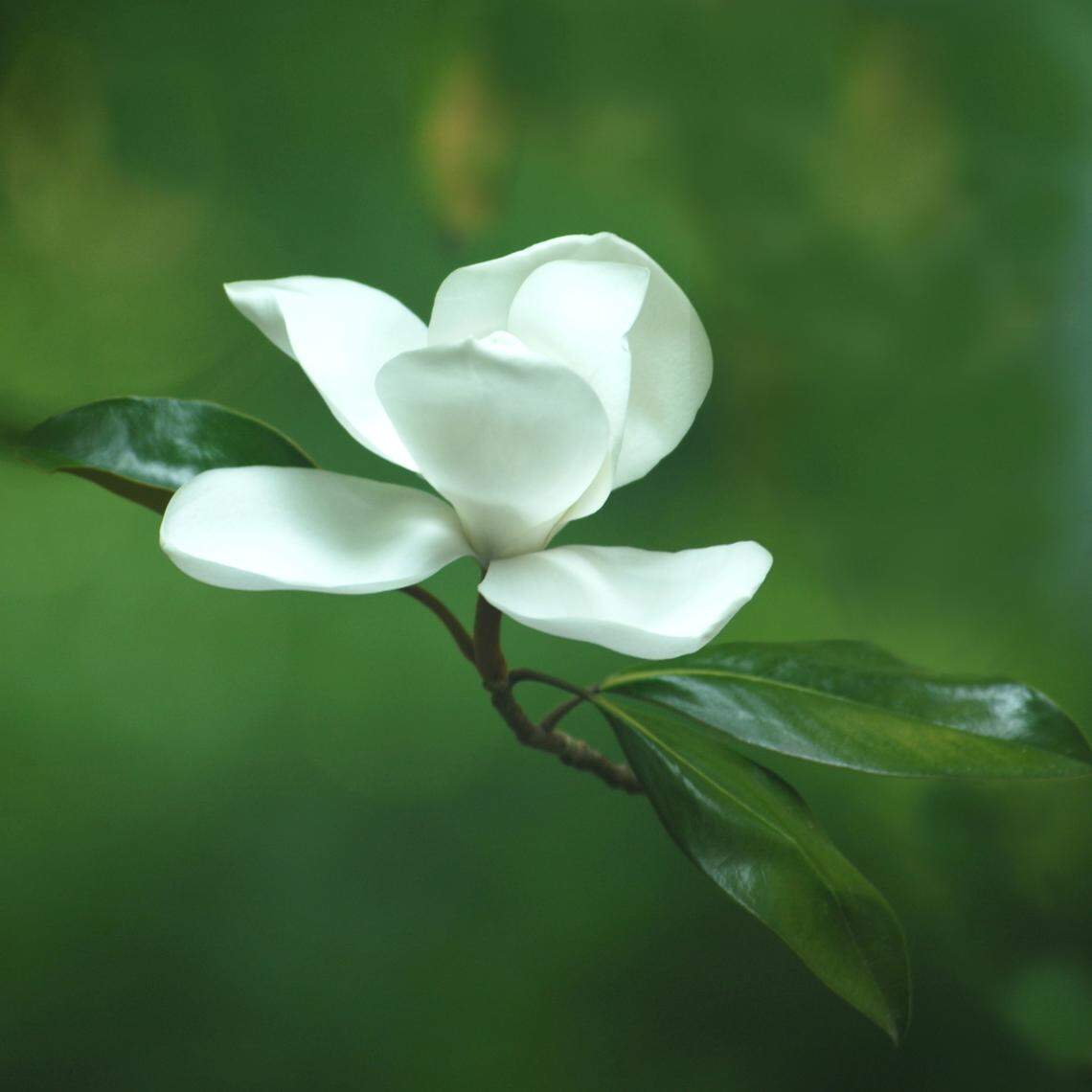 Little Gem magnolia.