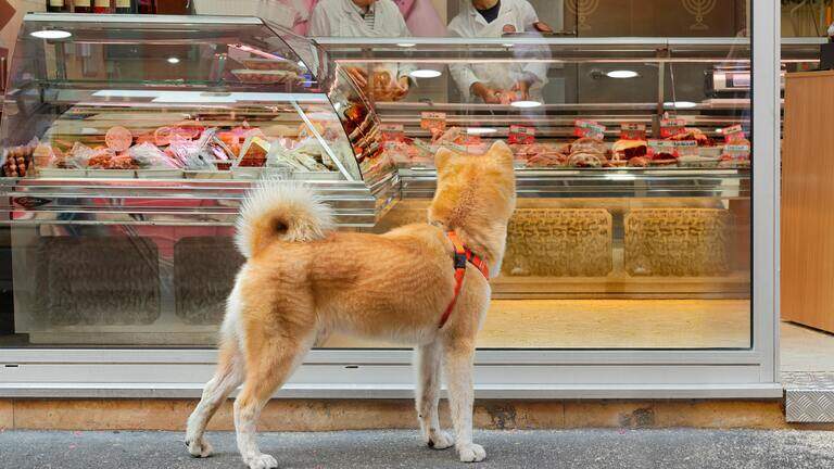 Can I legally bring my dog into a grocery store in Texas? What the law says