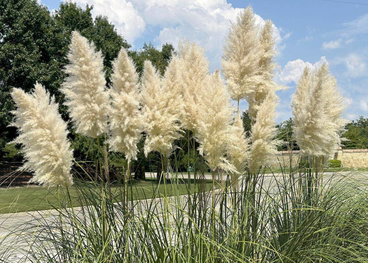 Pampasgrass’ beautiful plumes.