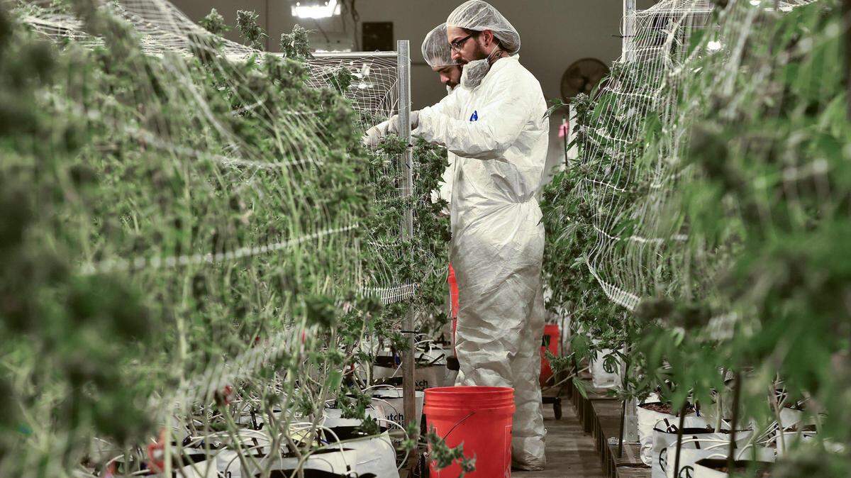 Trimmer Tariq Stand, right, and Brandon Matthews remove leaves from marijuana plants ahead of a harvest at Greenlight Dispensary’s cultivation plant in Kansas City, Mo., in this 2021 file photo. A number of Texas candidates support changes to the state’s laws related to marijuana possession