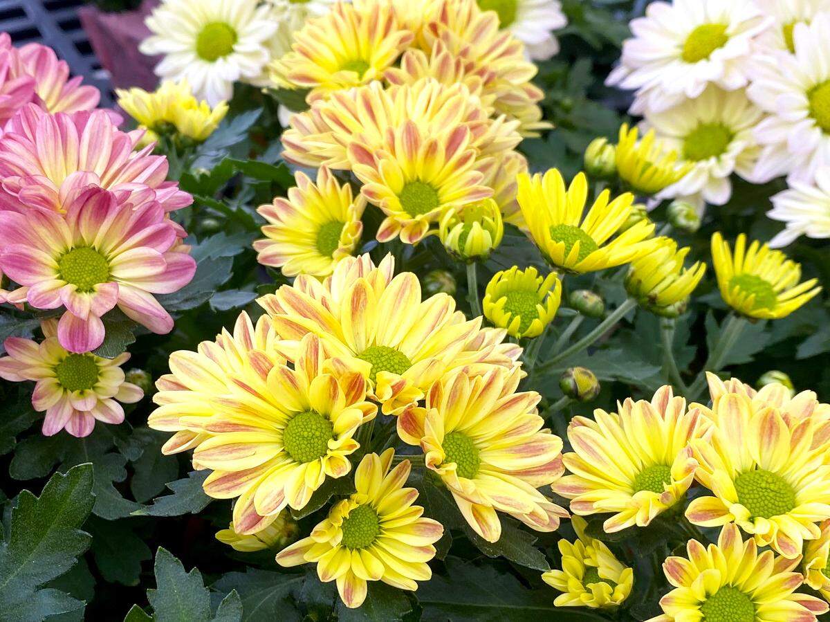 Trim old stems back to 2-3 inches from the ground when garden mums have finished blooming.