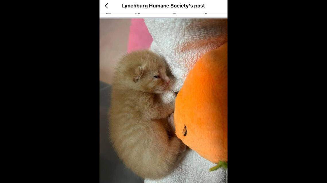 One of the rescued kittens.