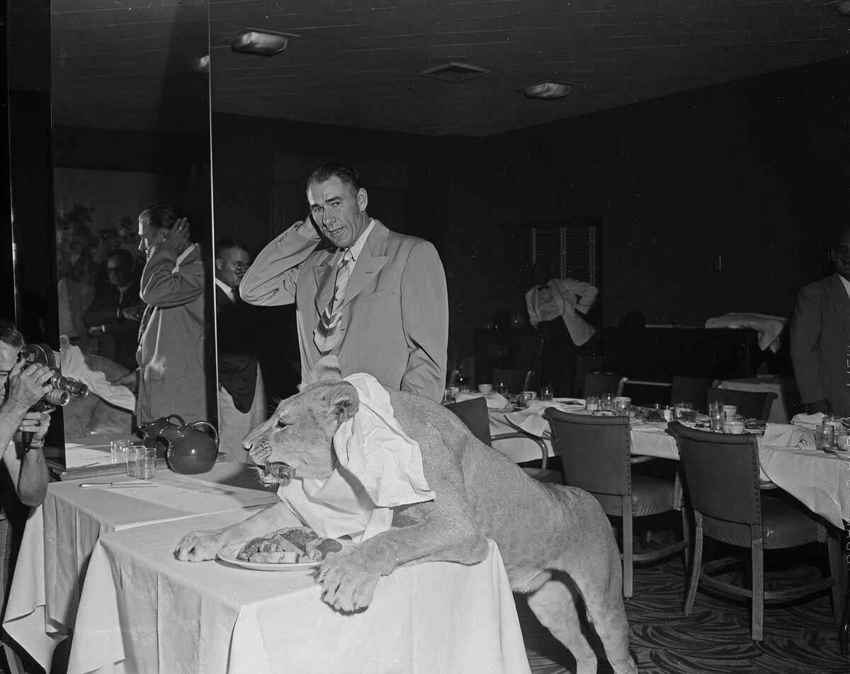 Charles E. Hipp with Blondie, the lion, eating a steak for breakfast in Hotel Texas, 1955.  