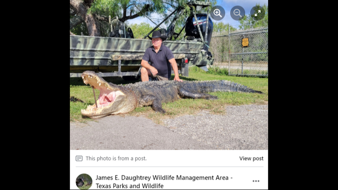 Choke Canyon Reservoir, which is part of the Daughtrey WMA, has a reputation for producing large alligators.