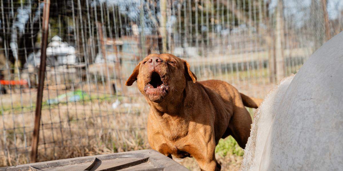 The rescue team found one of the dogs tethered to a stake in the ground, “helpless and alone,” while another group of dogs lived inside a condemned home filled with trash, urine, and feces, the Humane Society said.