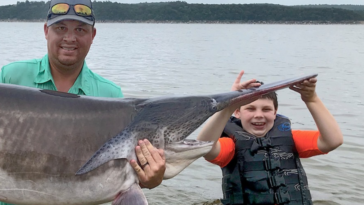 A 7-pound paddlefish released in 1997 has been recaptured in Oklahoma’s Keystone Lake, weighing a record 151 pounds. Angler Cory Watters and his son Stetson caught the fish.