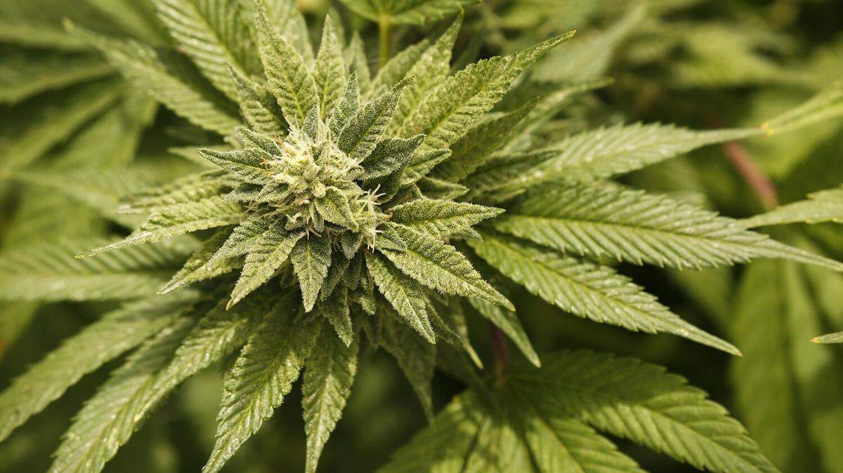 FILE -- A marijuana plant in California. (Al Seib/Los Angeles Times/TNS)
