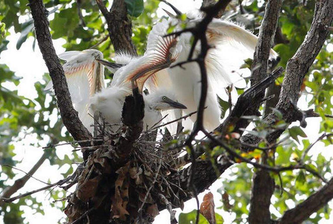 Egrets fill the trees of two houses in Arlington. The birds are known for arriving in the spring and raising their young through October, leading to significant droppings and property damage.