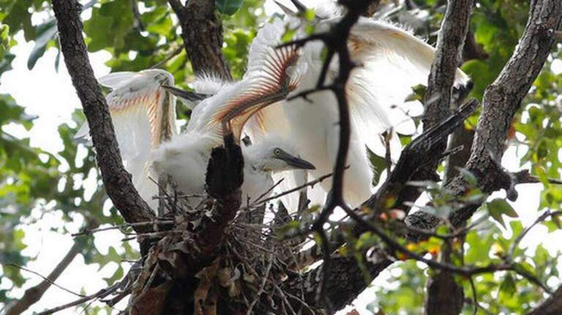 Will your candidate be ready when egrets come? Why there’s more to voting than policy | Opinion