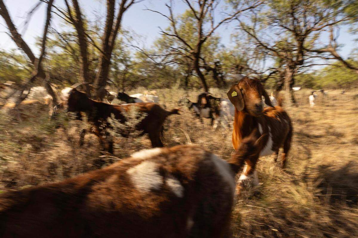 The herd of goats begin to rush in and feast on a new patch of land in Jacksboro in September. Within a week, the goats clear around an acre of grass and weeds.