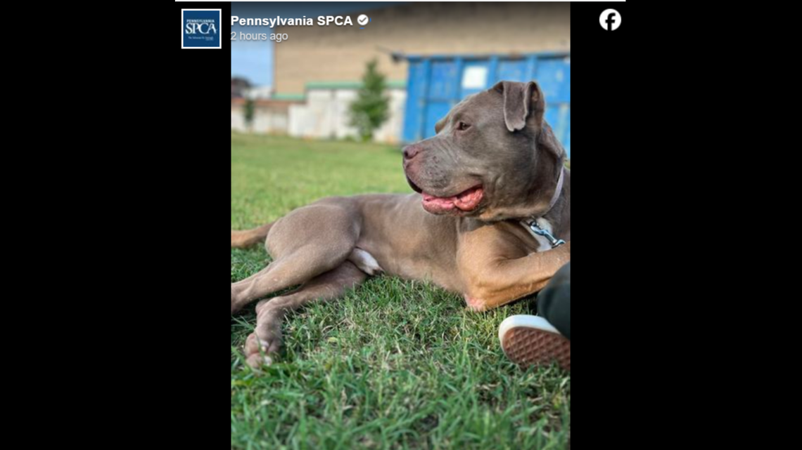 Canelo was rescued in the nick of time by Animal Law Enforcement.