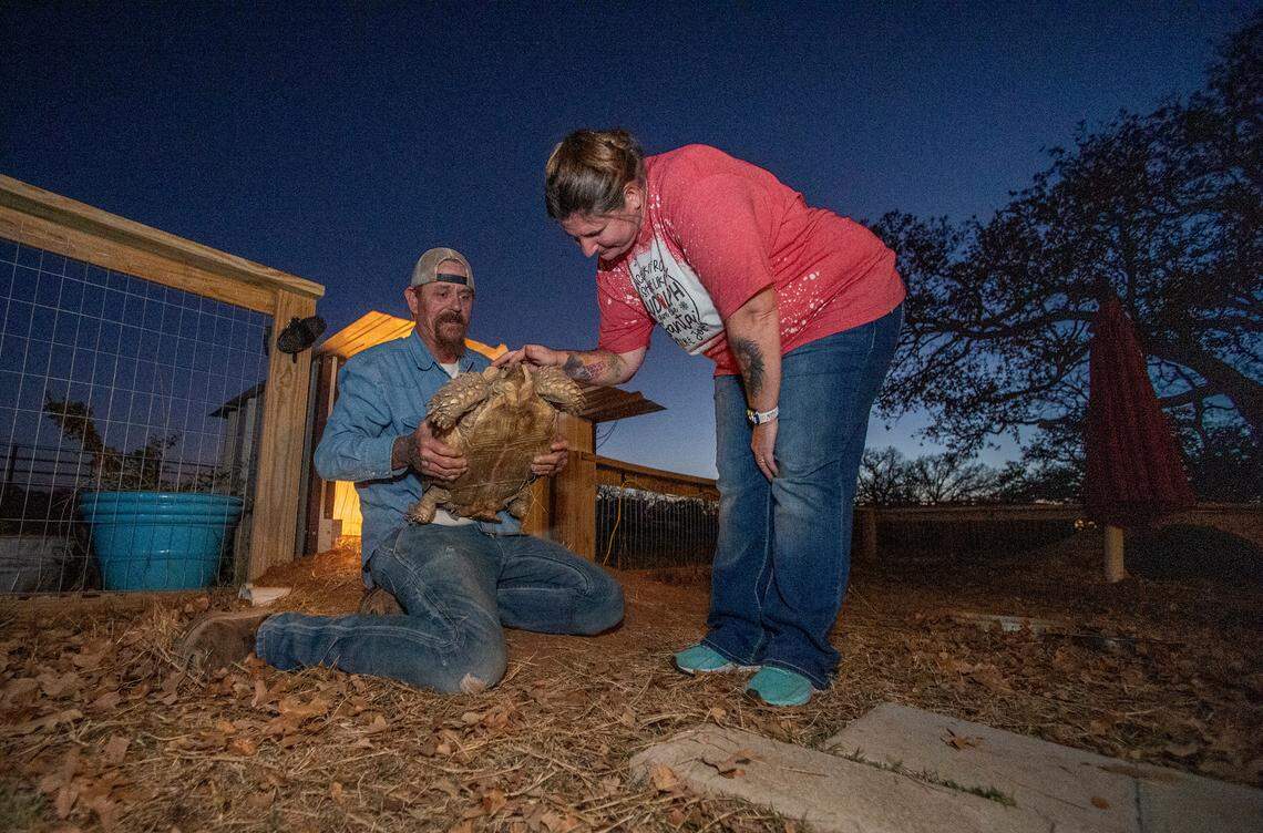 “We both love animals,” Sam Wheeler said. Christy and Sam care for a brood of animals including two Highland bulls, a miniature donkey and horse, four dogs, a Mississippi map turtle and a sulcata tortoise hatchling they have name Little Joe.