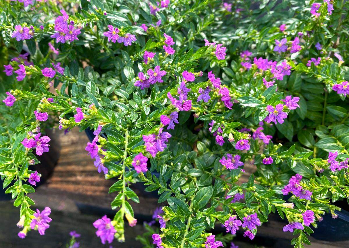 Mexican healther is the perfect plant to cool a Texas summer.