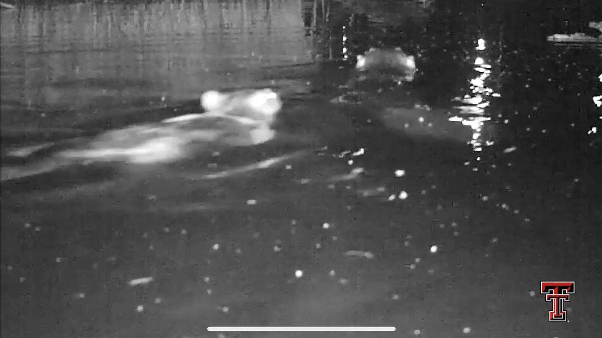 These beavers discovered by Texas Tech researchers haven’t been seen in this area for 5,000 years.