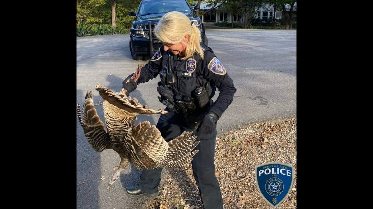 Southlake police officer Jennifer Page saved a hurt wild turkey on Sunday in Southlake just more than week before Thanksgiving. The hen was in good condition.