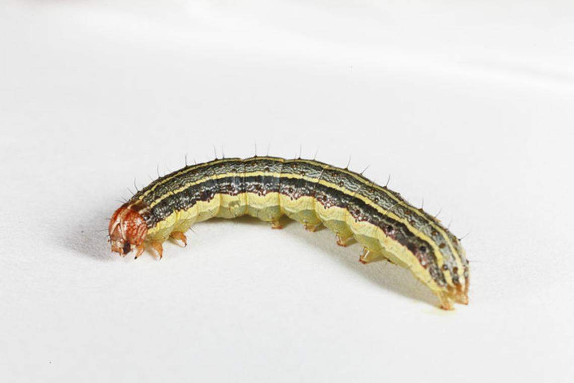 When they are in the caterpillar state, armyworms can wreck havoc on lawns and pastures.