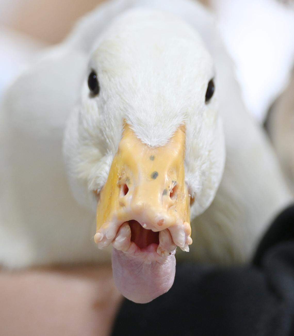 Polly the duck is missing more than half of her bill. Students at Southwestern University in Texas are working to create a prosthetic bill using a 3D printer.&nbsp;