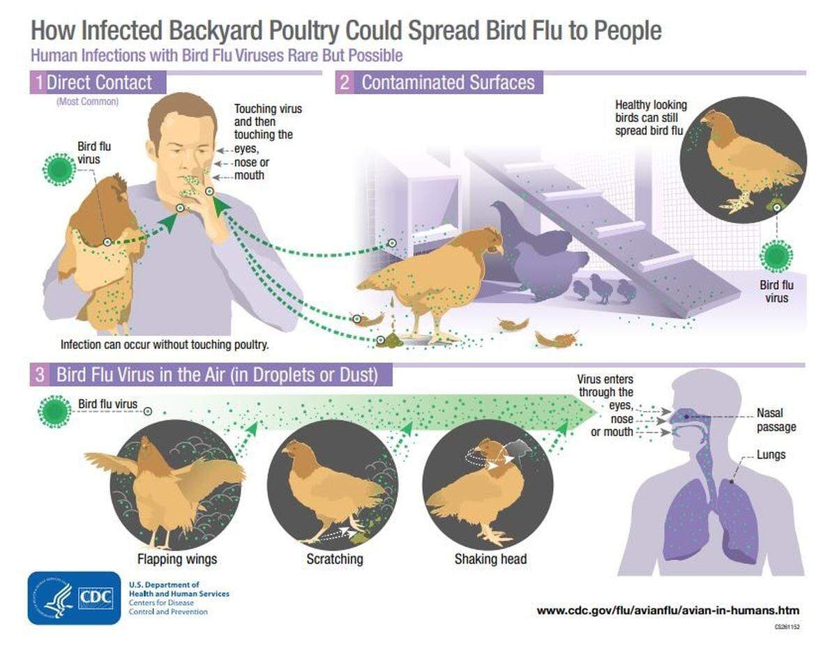 CDC says that livestock can give humans the H5N1 bird flu.