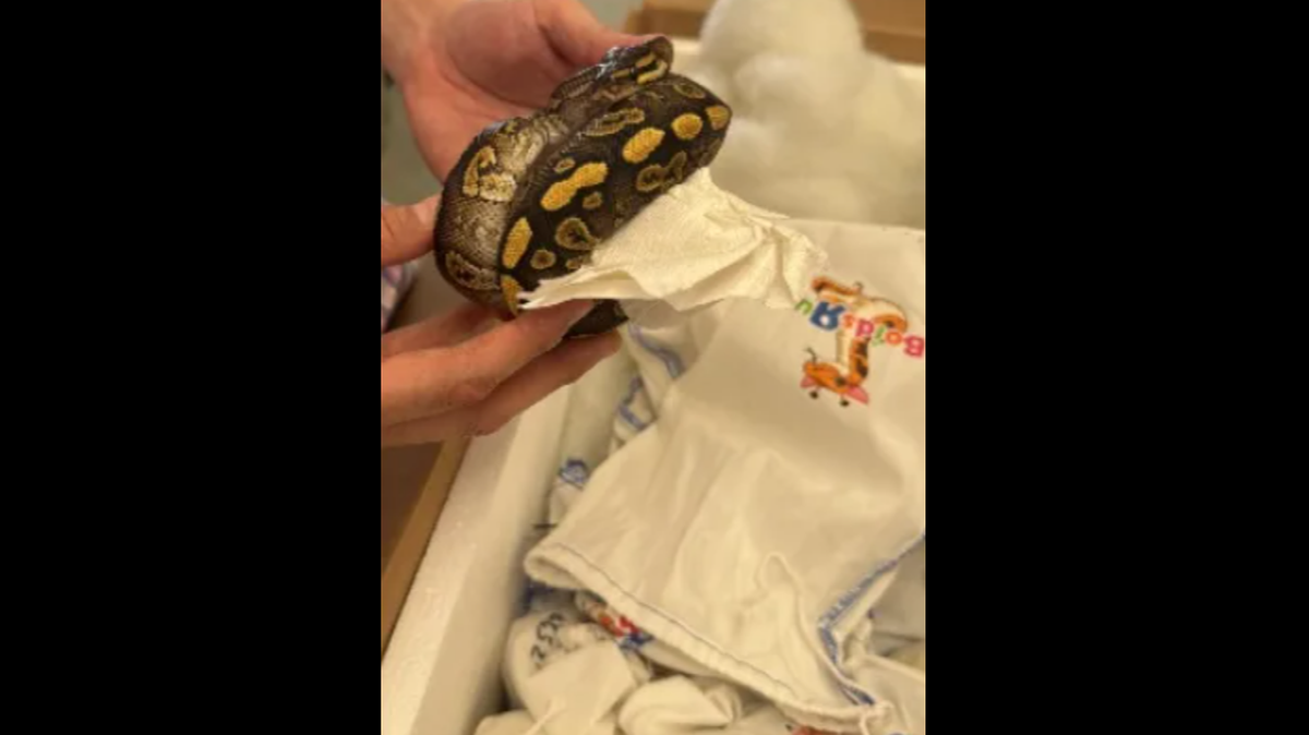 U.S. Border Patrol officers seized 39 live pythons in a truck going from Laredo, Texas, to Mexico on March 5, and issued nearly $35,000 in penalties for export violations.