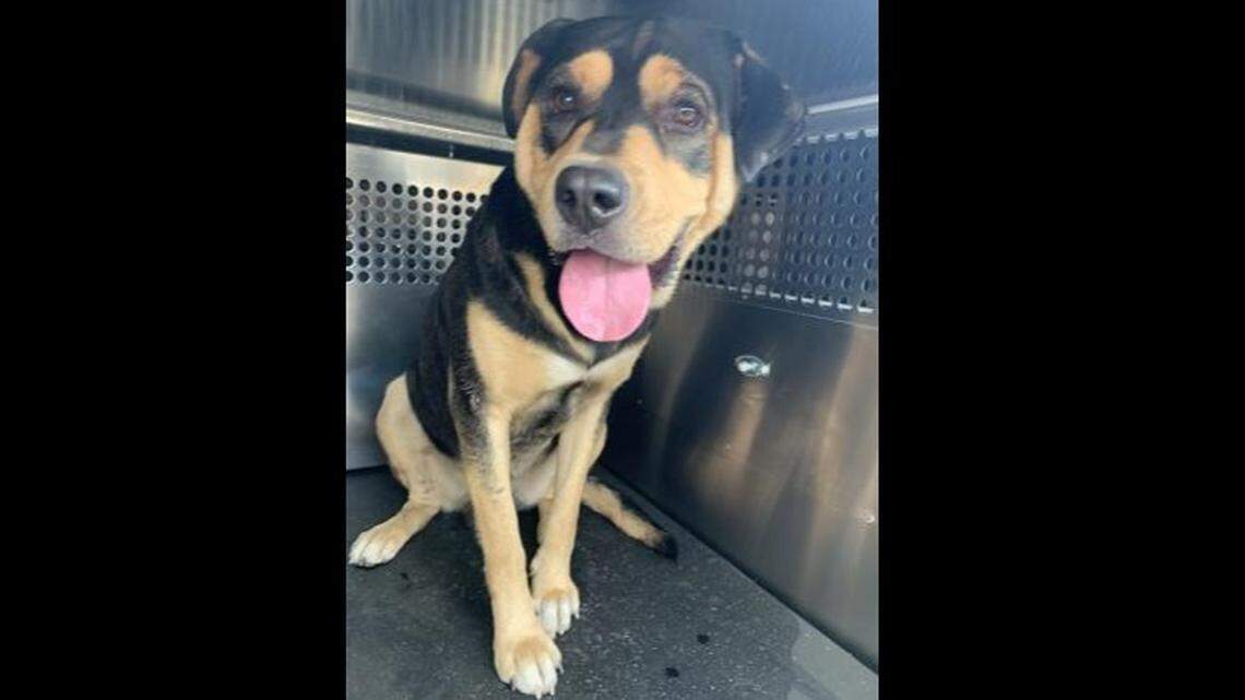 The Fort Worth animal shelters won’t be sending potential pets to the Humane Society of North Texas’ Mega Adoption Event this weekend. Shelter administration said it’s because of false positive results on distemper tests caused by vaccines and boosters.