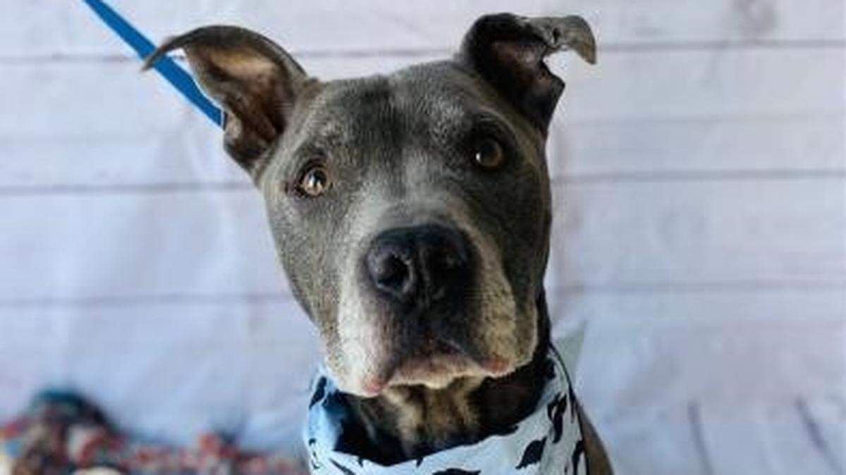Blue is one of the longest residents of the Fort Worth Animal Shelter and has been at the shelter since January. He loves to cuddle, go on walks and adventures. He is at the North Animal Campus and his animal ID is #A46405458.