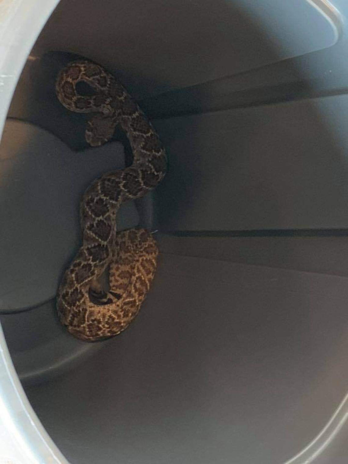 3.5 feet long rattlesnake.