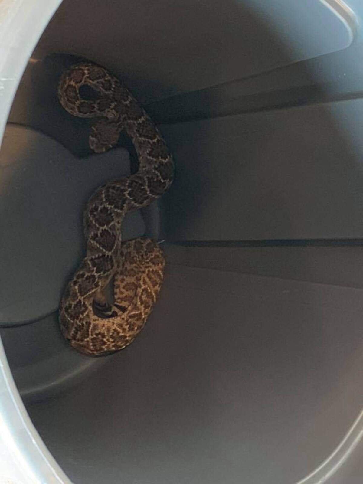 3.5 feet long rattlesnake.