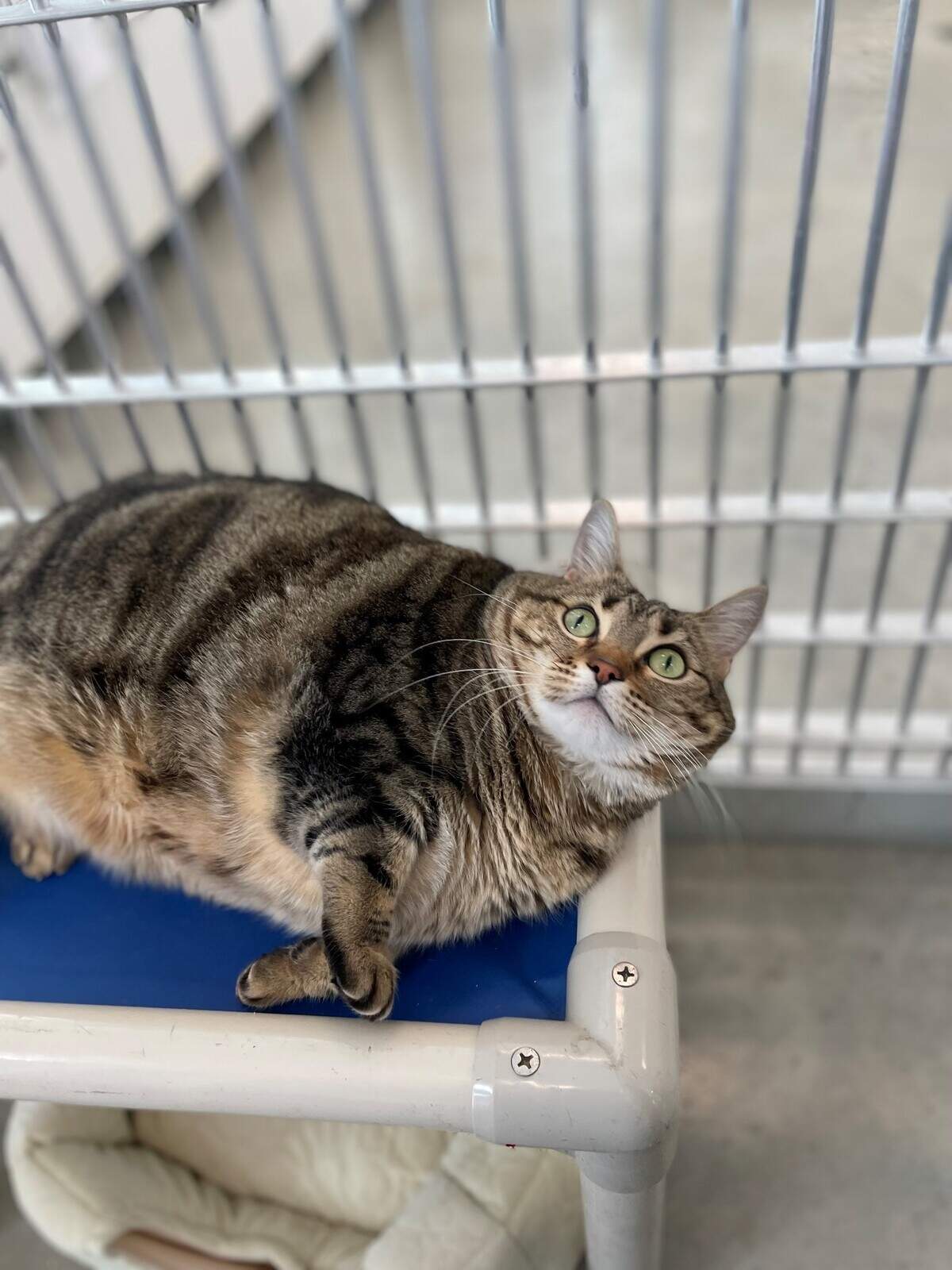 Pebbles the cat has been described as perfect. The chubby kitty loves belly rubs, playing with her toys – and maybe needs a little diet. You can meet Pebbles (ID 49300119) at the North Animal Campus, or visit https://petango.com/Adoption-Application?animalId=49300119&shelterId=7209&_ga=2.250619333.298876220.1644516794-495499672.1644516794 to adopt her.