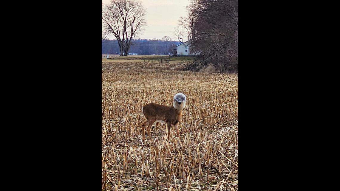 The deer was trapped for several days.
