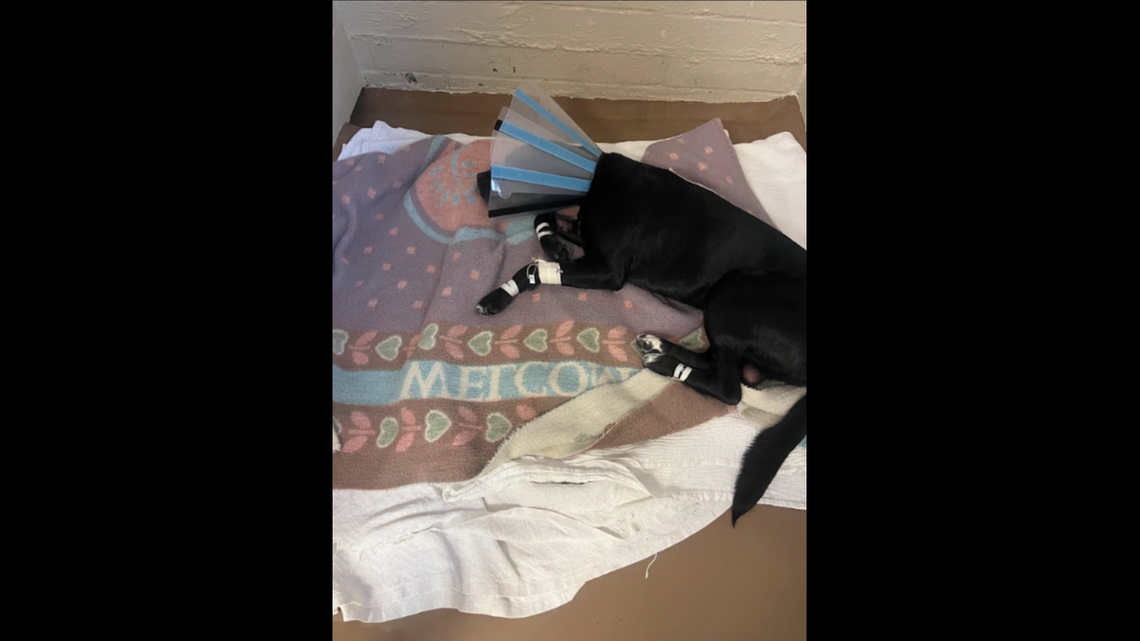 Maverick is on the road to recovery after because subjected to a horrifying act of cruelty.